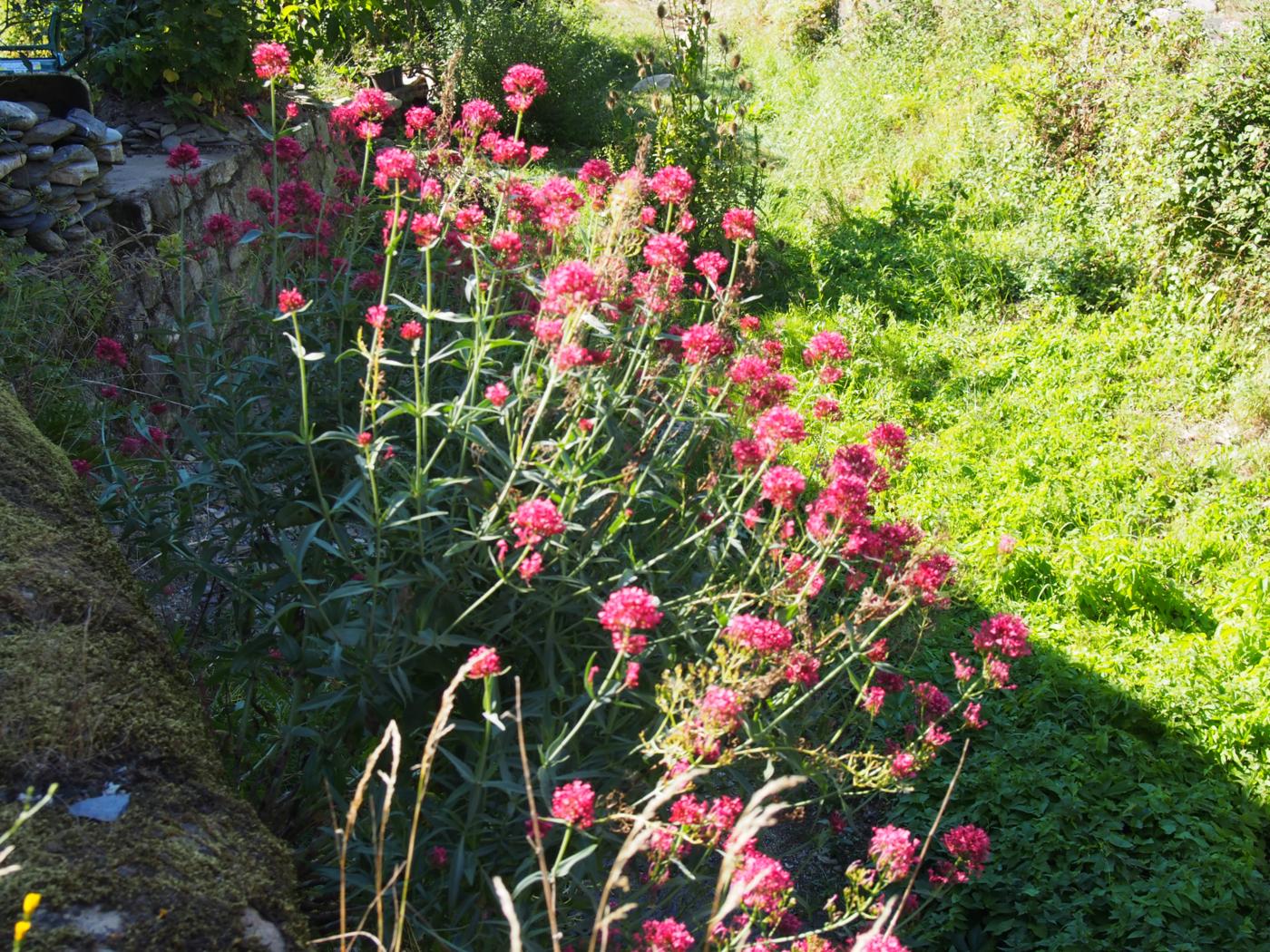 Valerian, Red plant